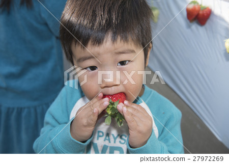 狩獵草莓的男孩 狩獵草莓的男孩 27972269