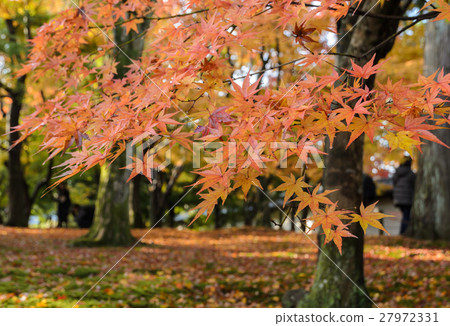 Autumn color leaves in Kyoto, Japan 27972331