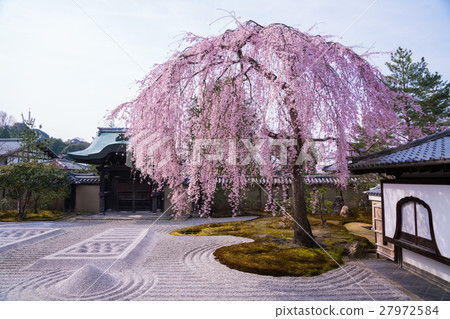 Kyoto Kodaiji Temple's drooping cherry tree Kyoto Kodaiji Temple's drooping cherry tree 27972584