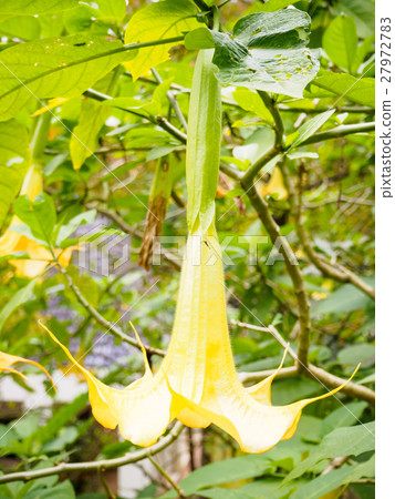 Angel trumpet flower in full bloom, Datura 27972783
