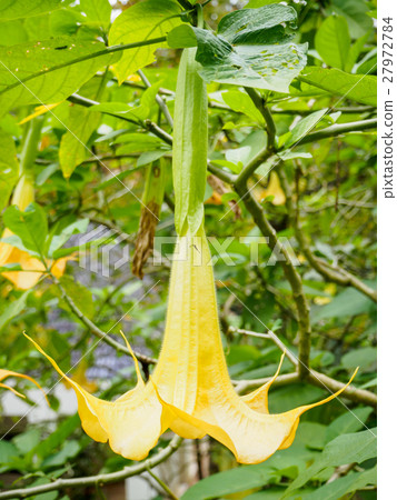 Angel trumpet flower in full bloom, Datura 27972784