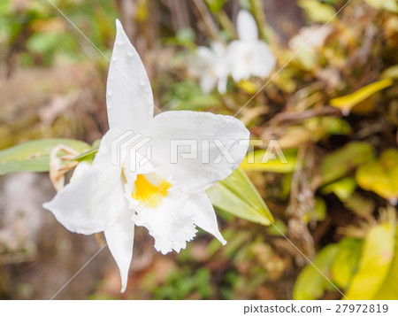 Closeup of orchid, white amber. Closeup of orchid, white amber. 27972819