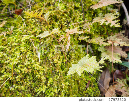 Fern leaves Fern leaves 27972820