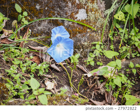 Blue flowers Blue flowers 27972822
