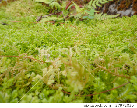 Fern leaves Fern leaves 27972830