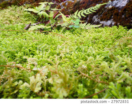 Fern leaves Fern leaves 27972831