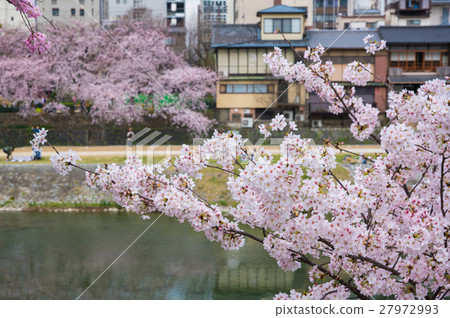 Cherry blossoms of Kyoto River Kyoto 27972993