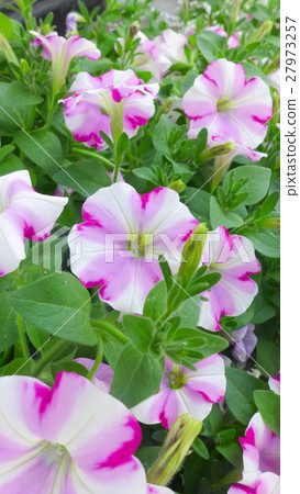 petunia flowers bloom 27973257