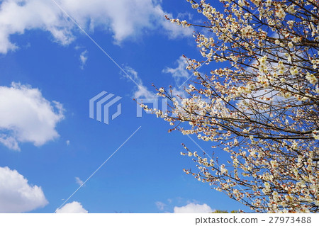 早春·白色閃耀光澤1 27973488