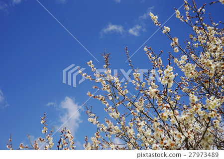 Early spring · White sparkle glow 2 Early spring · White sparkle glow 2 27973489