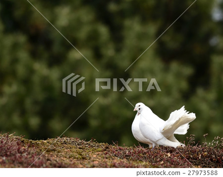 Two white doves Two white doves 27973588