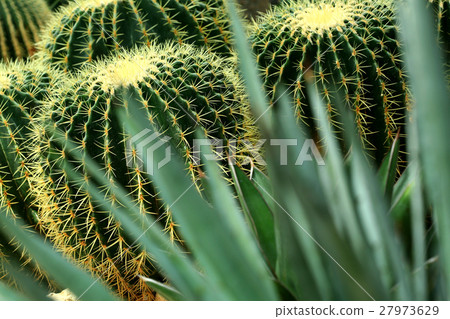 Cactus 27973629
