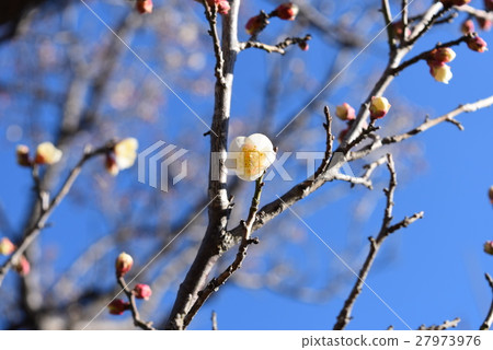 Flowering of white plum Flowering of white plum 27973976