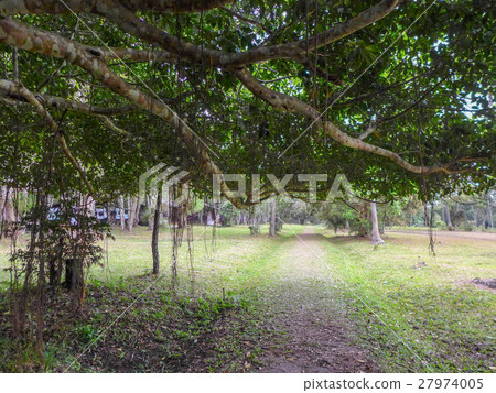 The walk through in the forest , look from branche The walk through in the forest , look from branche 27974005