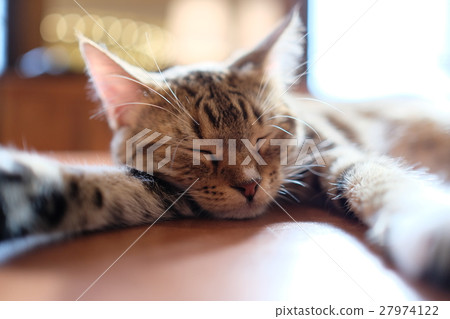 Cat  Cat  27974122