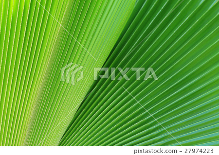 Abstract image of Green Palm leaves in nature Abstract image of Green Palm leaves in nature 27974223