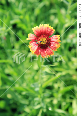 Sunny spring with flowers and bee Sunny spring with flowers and bee 27974224