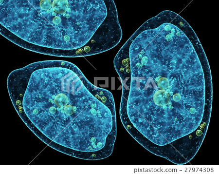 Three amoebas on black background Three amoebas on black background 27974308