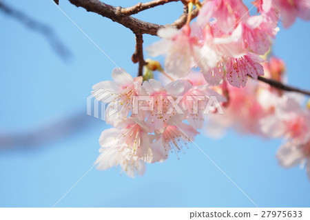 櫻花 27975633