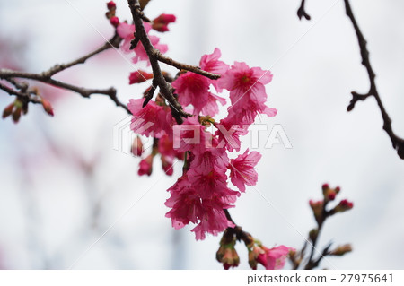 櫻花 27975641