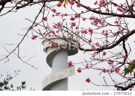 Cherry blossoms 27975652