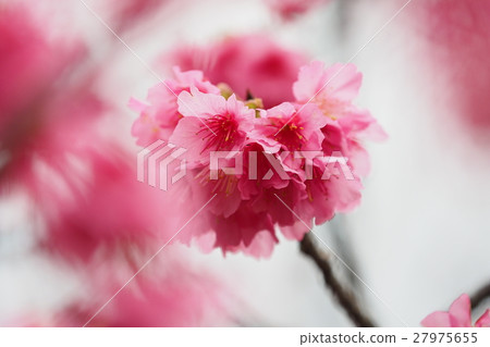 Cherry blossoms 27975655