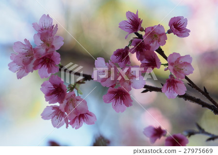 Cherry blossoms Cherry blossoms 27975669