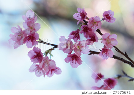 Cherry blossoms Cherry blossoms 27975671