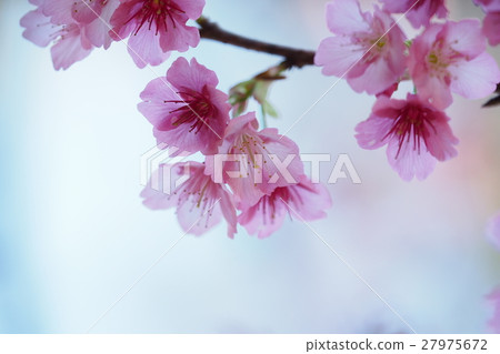 Cherry blossoms Cherry blossoms 27975672