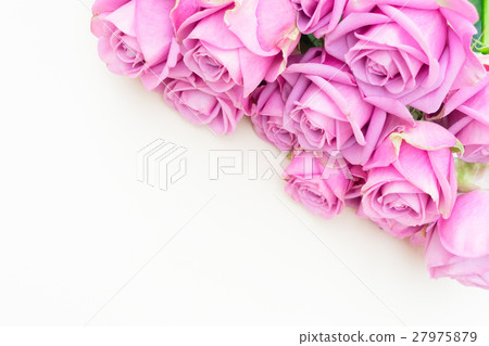 Valentines day violet roses Valentines day violet roses 27975879