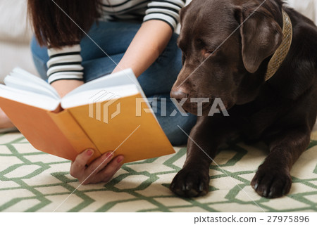 Smart cute Labrador looking at something in a book Smart cute Labrador looking at something in a book 27975896