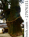Otori Shinmeichi Shrine的Oosugi 27976151