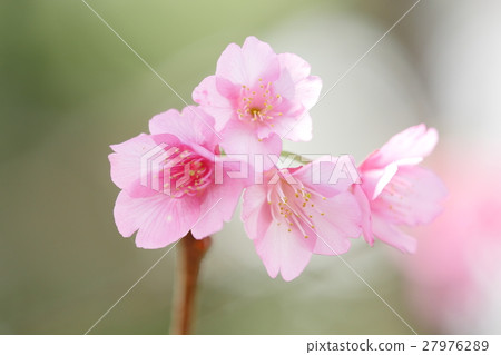 Cherry blossoms 27976289