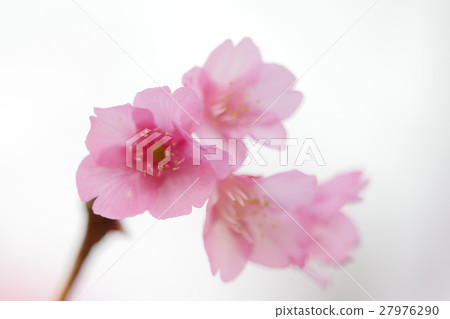 Cherry blossoms 27976290