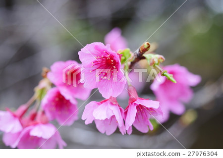 Cherry blossoms Cherry blossoms 27976304