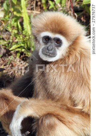 White gibbon 27976737