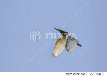 Image of egret flying in the sky. Heron. 27976812