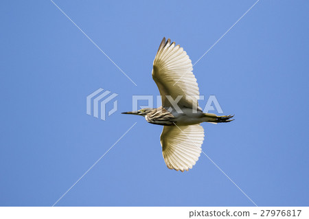 Image of egret flying in the sky. Heron. 27976817
