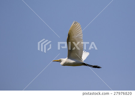 Image of egret flying in the sky. Heron. 27976820