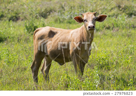 Image of brown cow on nature background. Image of brown cow on nature background. 27976823