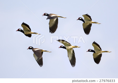 Image of flock bird flying in the sky. Image of flock bird flying in the sky. 27976833