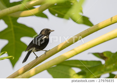 Image of magpie perched on tree branch. in forest. 27976835