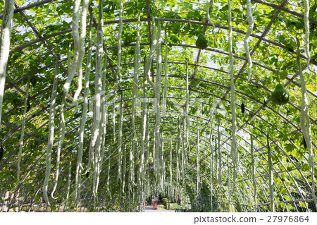 green marrow vegetable gourd in farm agriculture 27976864