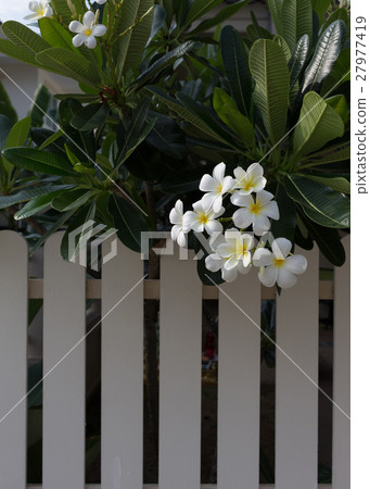 white frangipani plumeria tropical spa flower white frangipani plumeria tropical spa flower 27977419