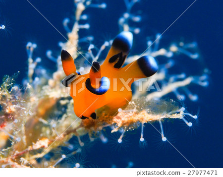 海參 海參 27977471