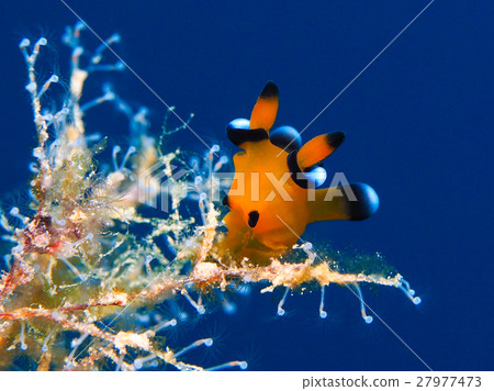 Udafuritsuzaya Umizushi 27977473