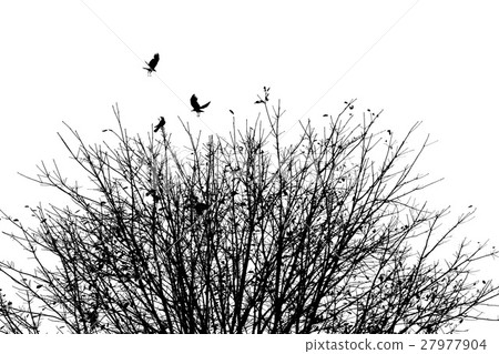 the crows with autumn tree, black and white the crows with autumn tree, black and white 27977904
