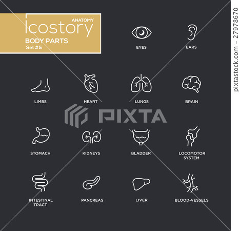 Body parts modern simple thin line design icons Body parts modern simple thin line design icons 27978670