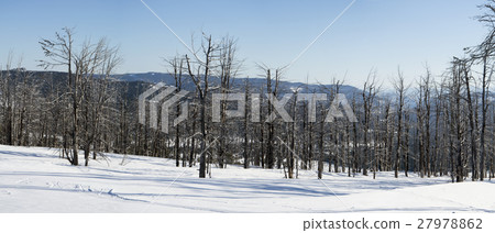 Dry trees. Snowy winter. Panorama Dry trees. Snowy winter. Panorama 27978862