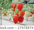 草莓 27978874